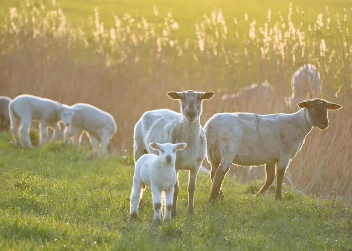 Alte Schule Suederdeich Апартаменты